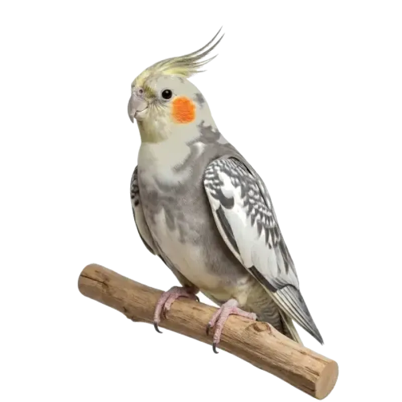 Íris